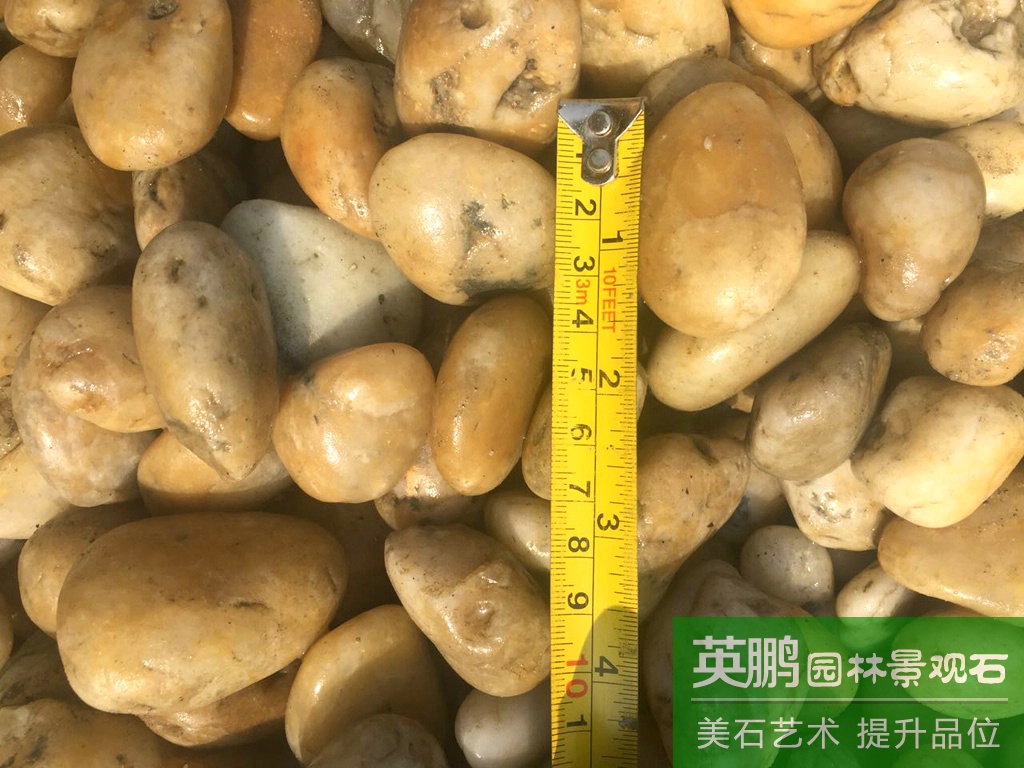 產地超低價批發直銷黃色河卵石 黃色鵝卵石巨型河灘石 規格齊全