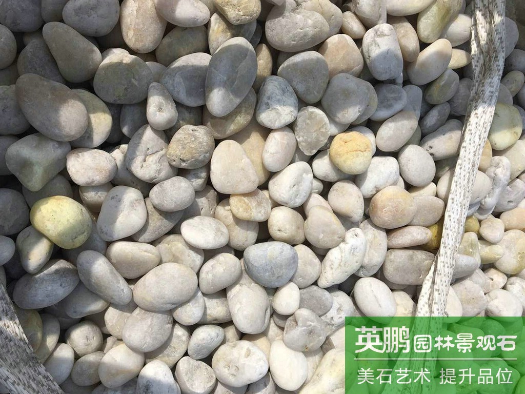 廠家出售優質白色鵝卵石 普通白色鵝卵石鋪設地面 英鵬供應商直銷