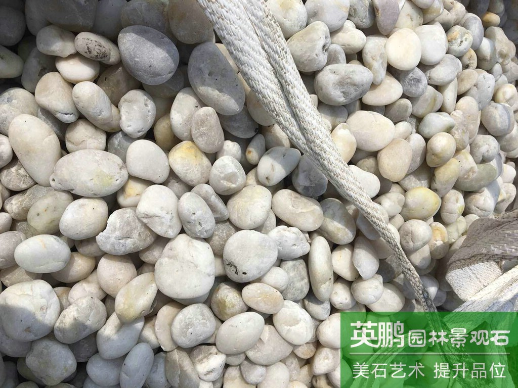 工廠大量現貨白色鵝卵石 道路鋪面普通白鵝卵石 私家庭院裝飾石