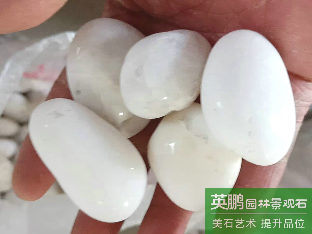 英鵬大量供應鵝卵石石頭 裝飾造景用白色雨花石 鵝卵石拋光加工廠